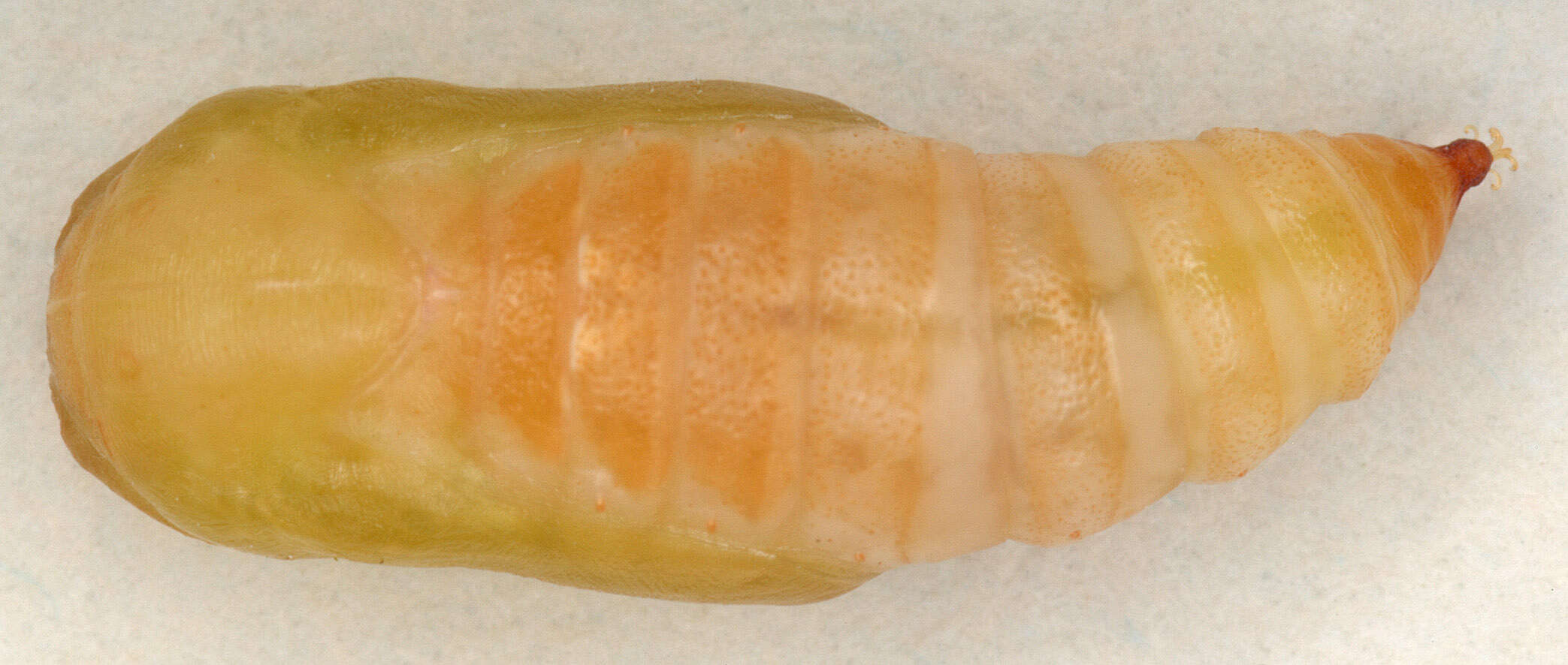 Image of barred hook-tip