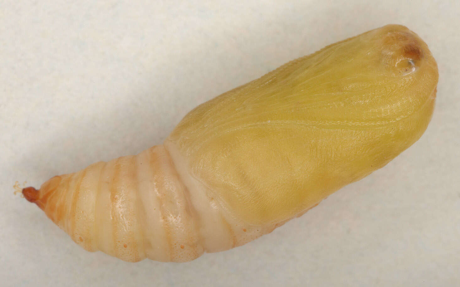 Image of barred hook-tip