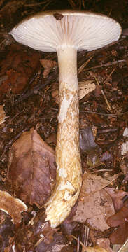 Image of Hygrophorus persoonii Arnolds 1979