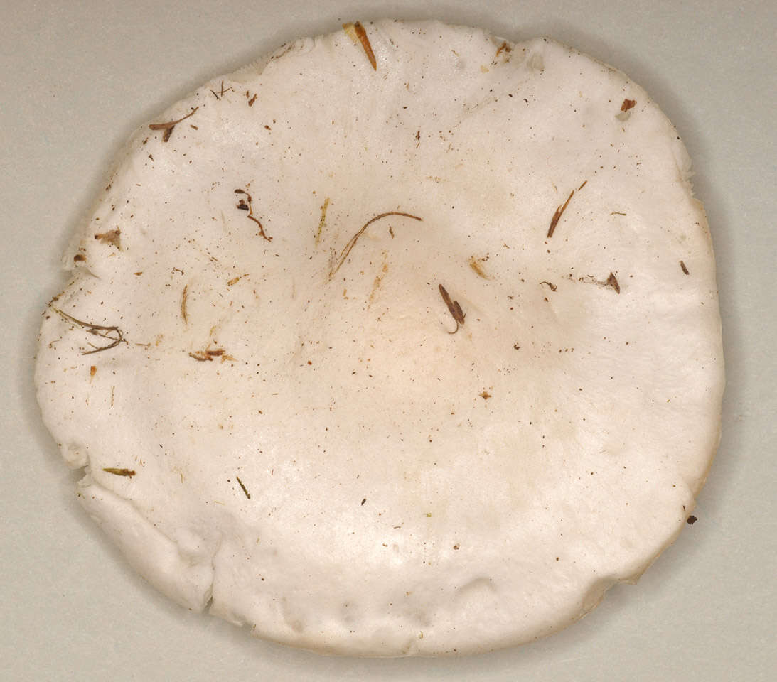 Image of Tricholomella