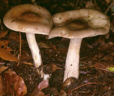 Image of Hygrophorus persoonii Arnolds 1979