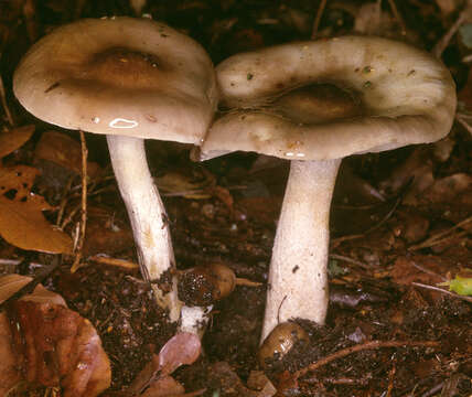 Image of Hygrophorus persoonii Arnolds 1979