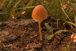 Conocybe pubescens (Gillet) Kühner 1935的圖片