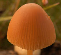 Conocybe pubescens (Gillet) Kühner 1935的圖片