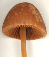 Conocybe pubescens (Gillet) Kühner 1935的圖片