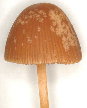 Conocybe pubescens (Gillet) Kühner 1935的圖片