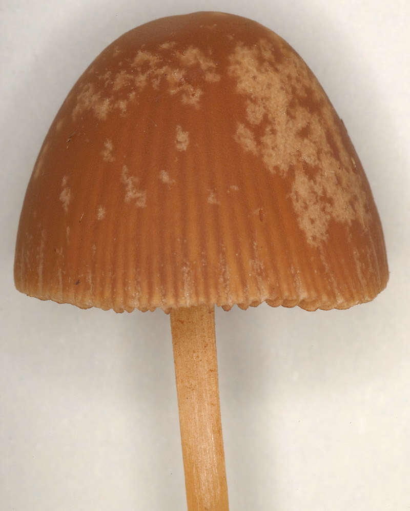 Conocybe pubescens (Gillet) Kühner 1935的圖片