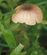 Image of Rickenella swartzii (Fr.) Kuyper 1984