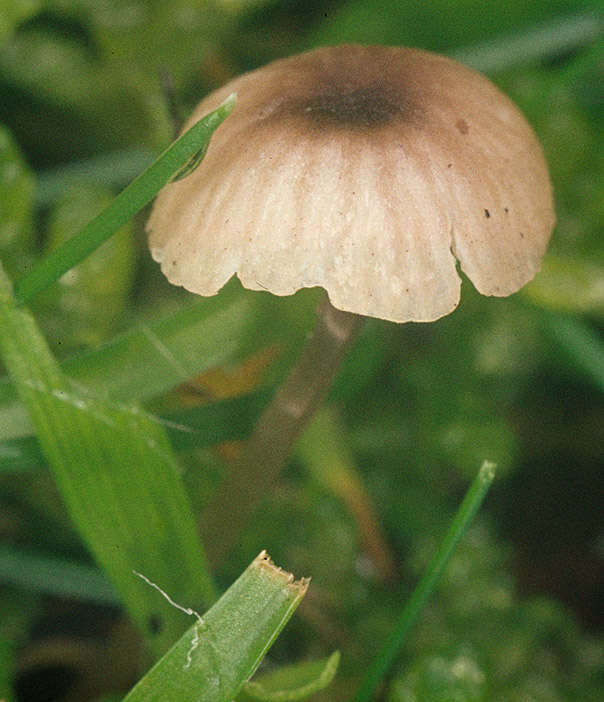 Image of Rickenella swartzii (Fr.) Kuyper 1984