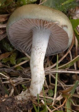 Image of Stropharia pseudocyanea (Desm.) Morgan 1908