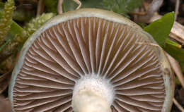 Image of Stropharia pseudocyanea (Desm.) Morgan 1908