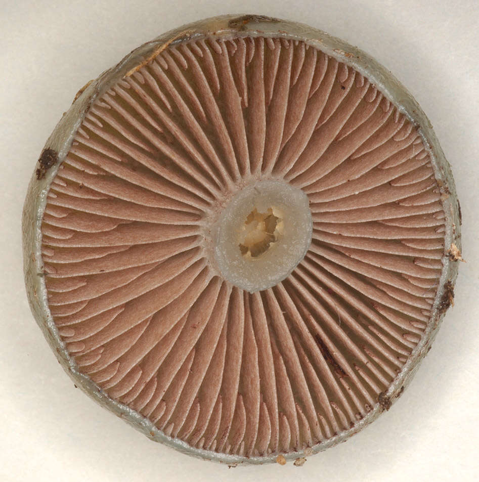 Image of Stropharia pseudocyanea (Desm.) Morgan 1908