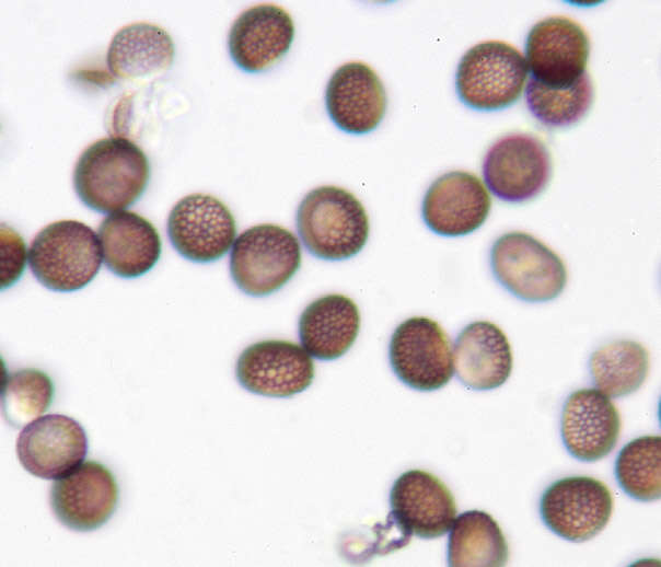 Microbotryum tragopogonis-pratensis (Pers.) R. Bauer & Oberw. 1997 resmi