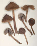 Image of Mycena leptocephala (Pers.) Gillet 1876