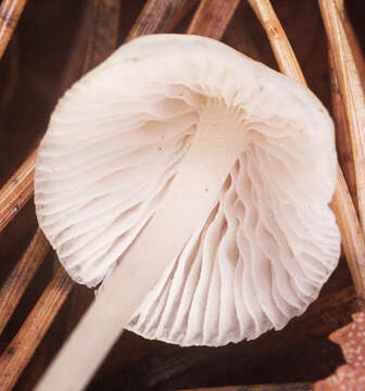 Слика од Hemimycena cucullata (Pers.) Singer 1961