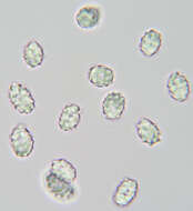 Image of Tricholomella