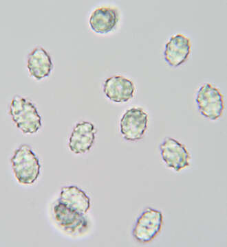 Tricholomella constricta (Fr.) Zerova ex Kalamees 1992 resmi