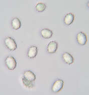 Image of Tricholomella constricta (Fr.) Zerova ex Kalamees 1992