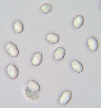 Imagem de Tricholomella constricta (Fr.) Zerova ex Kalamees 1992