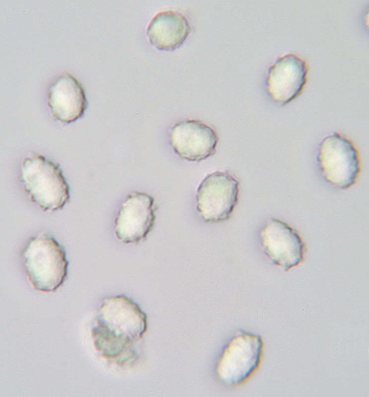 Image of Tricholomella constricta (Fr.) Zerova ex Kalamees 1992
