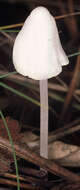 Слика од Hemimycena cucullata (Pers.) Singer 1961