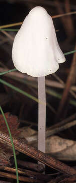 Слика од Hemimycena cucullata (Pers.) Singer 1961