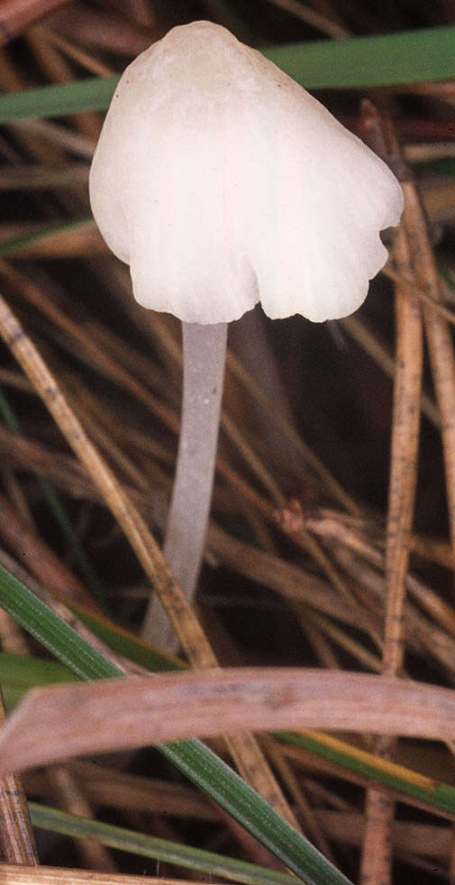 Слика од Hemimycena cucullata (Pers.) Singer 1961