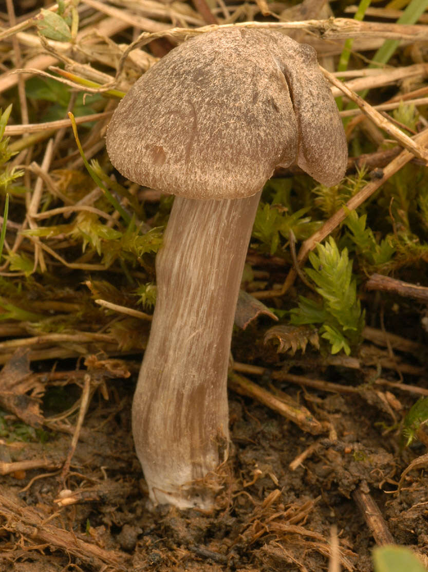 Слика од Entoloma ameides (Berk. & Broome) Sacc. 1887