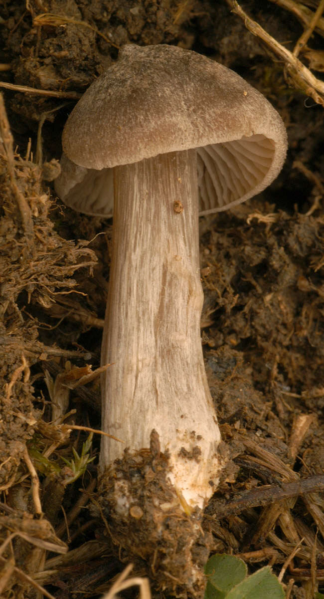 Слика од Entoloma ameides (Berk. & Broome) Sacc. 1887