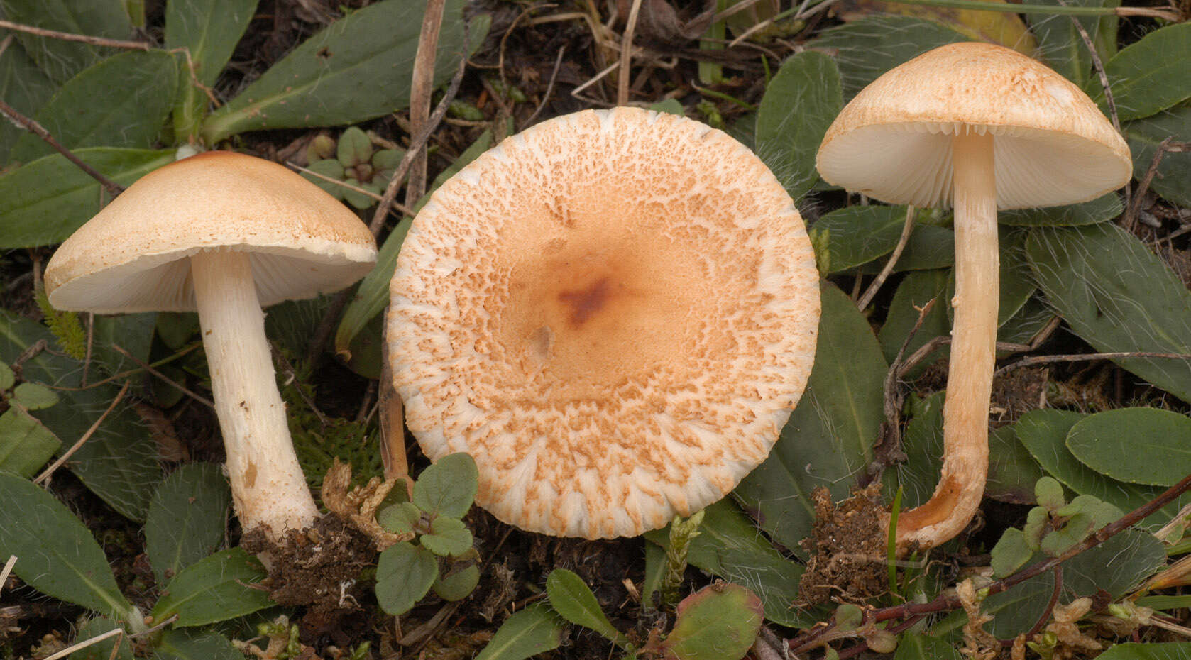 Image of Lepiota oreadiformis Velen. 1920