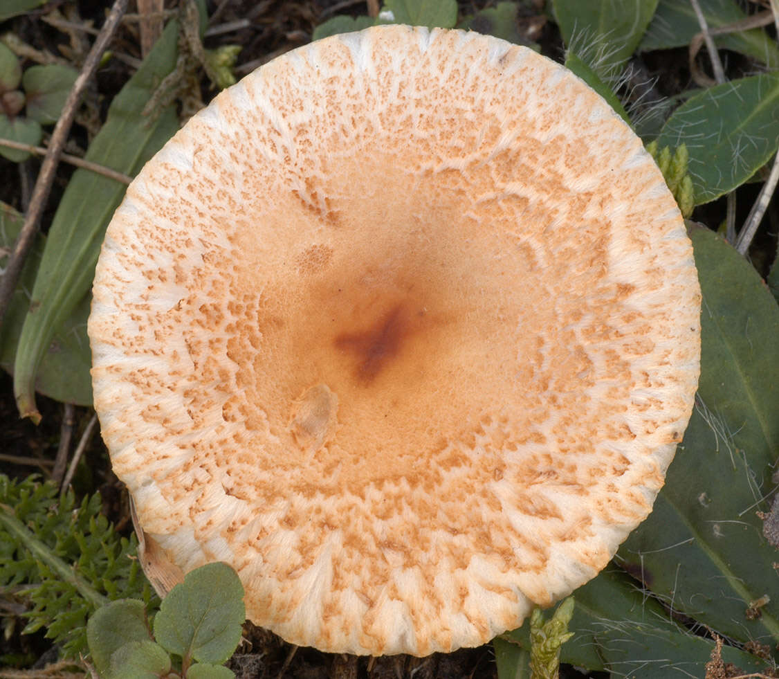 Image of Lepiota oreadiformis Velen. 1920