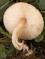 Image of Lepiota oreadiformis Velen. 1920