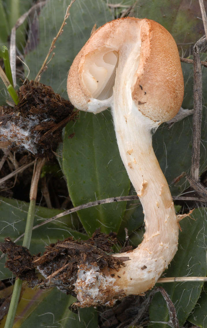 Image of Lepiota oreadiformis Velen. 1920