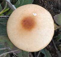 Image of Lepiota oreadiformis Velen. 1920