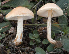 Image of Lepiota oreadiformis Velen. 1920