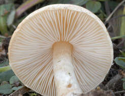 Image of Lepiota oreadiformis Velen. 1920