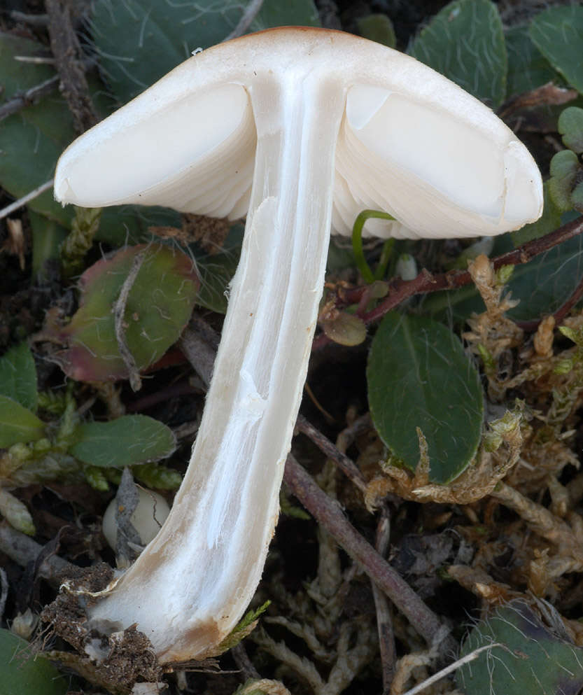 Image of Lepiota oreadiformis Velen. 1920