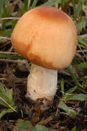 Image of Lepiota oreadiformis Velen. 1920