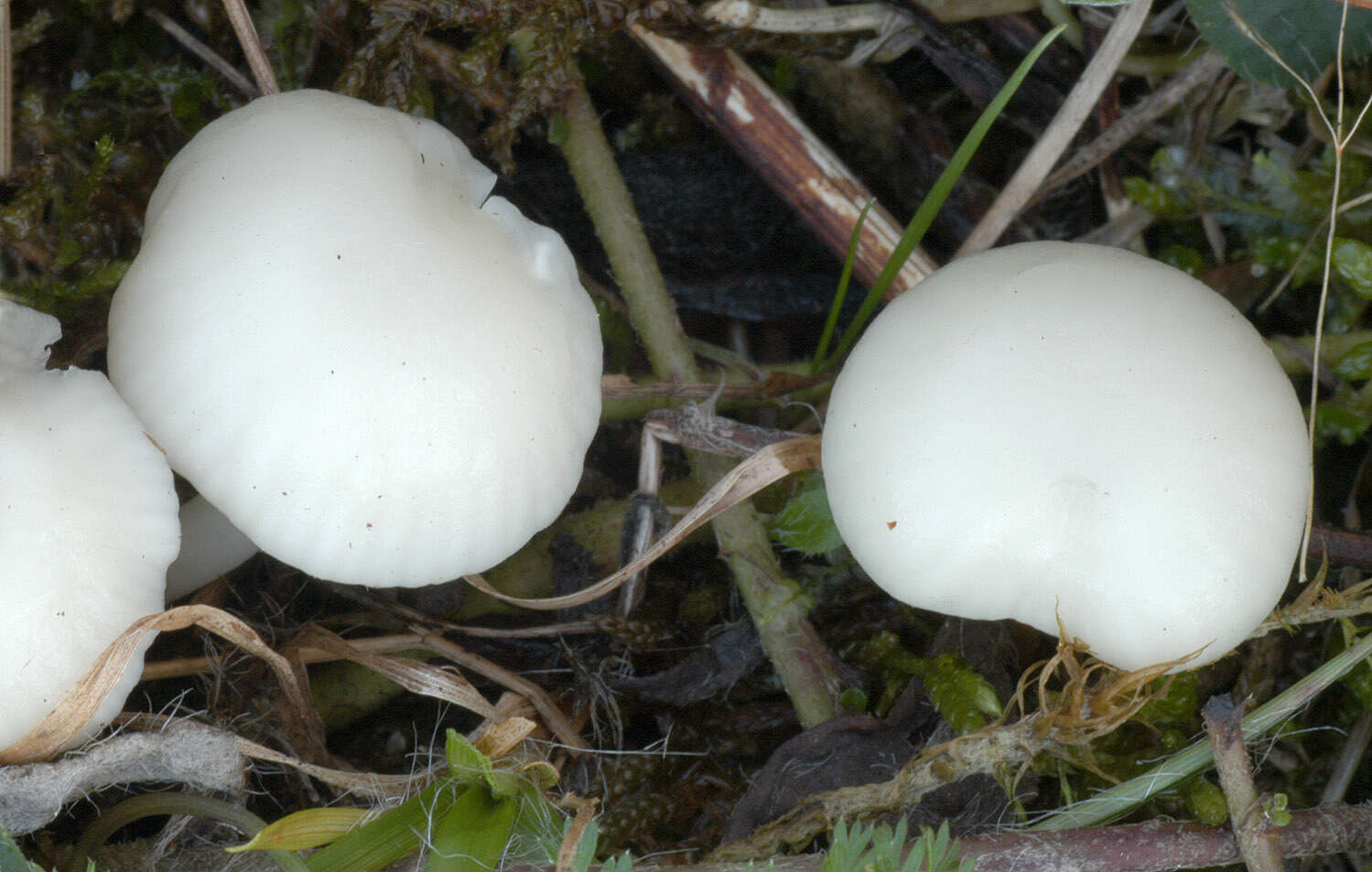 Слика од Hygrocybe russocoriacea (Berk. & T. K. Mill.) P. D. Orton & Watling 1969