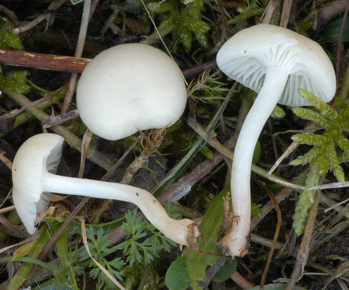 Слика од Hygrocybe russocoriacea (Berk. & T. K. Mill.) P. D. Orton & Watling 1969