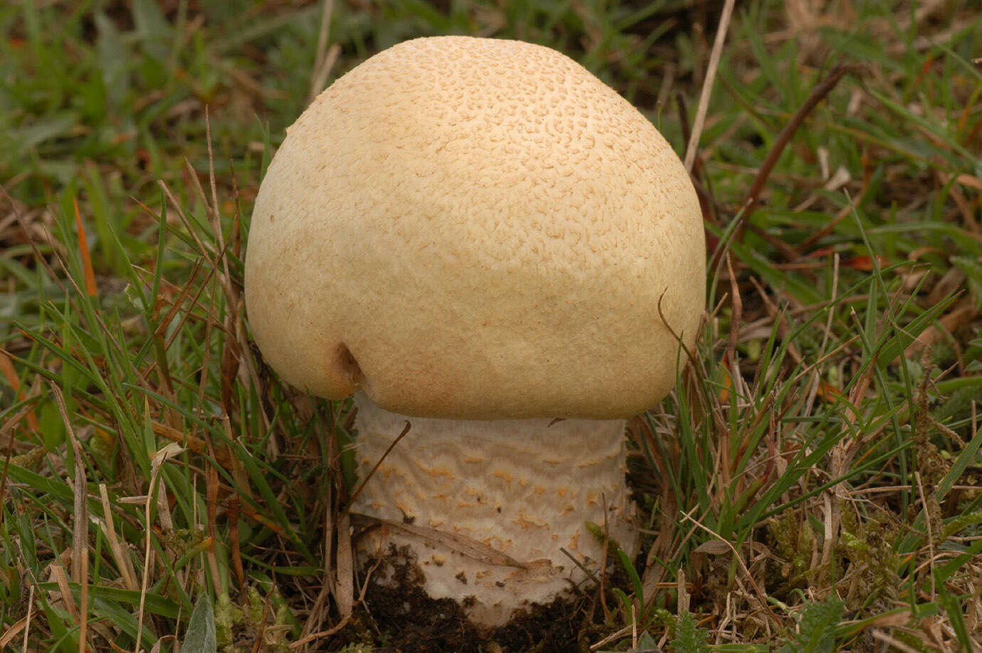 Plancia ëd Agaricus urinascens (Jul. Schäff. & F. H. Møller) Singer 1951