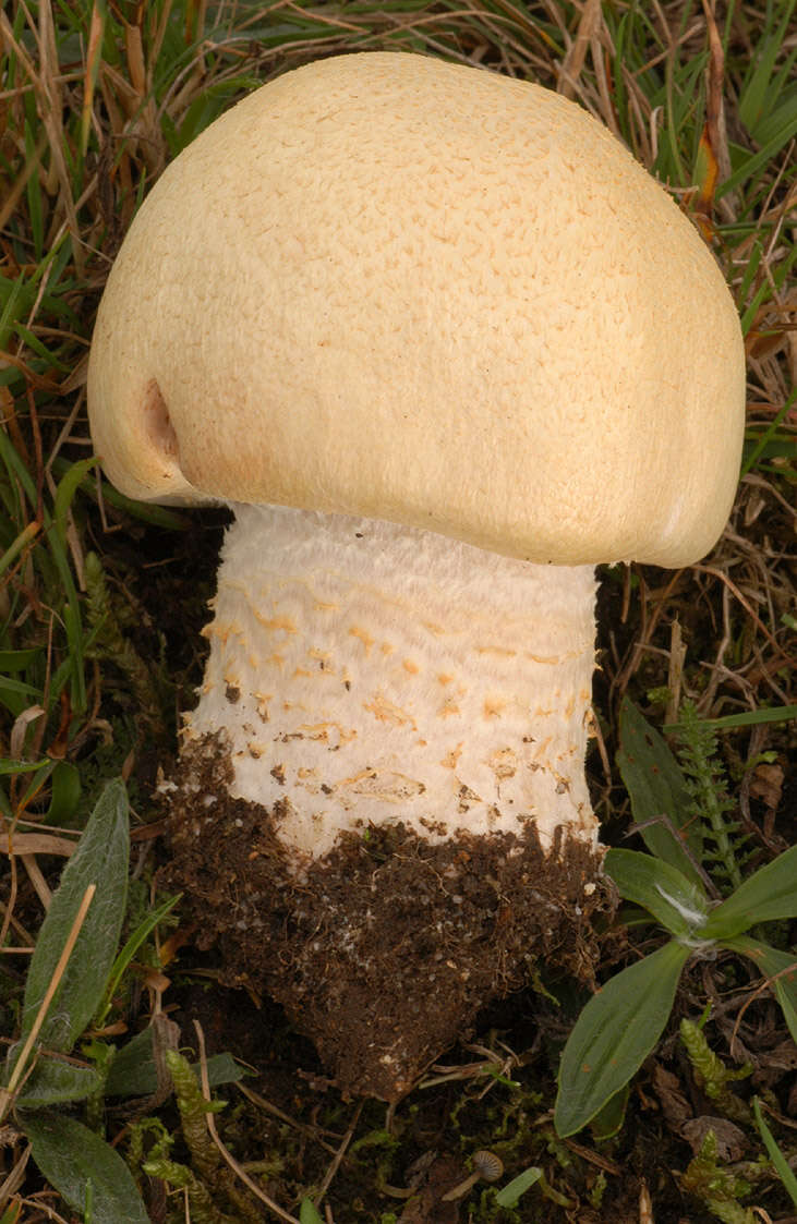 Plancia ëd Agaricus urinascens (Jul. Schäff. & F. H. Møller) Singer 1951