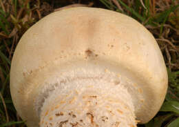 Plancia ëd Agaricus urinascens (Jul. Schäff. & F. H. Møller) Singer 1951