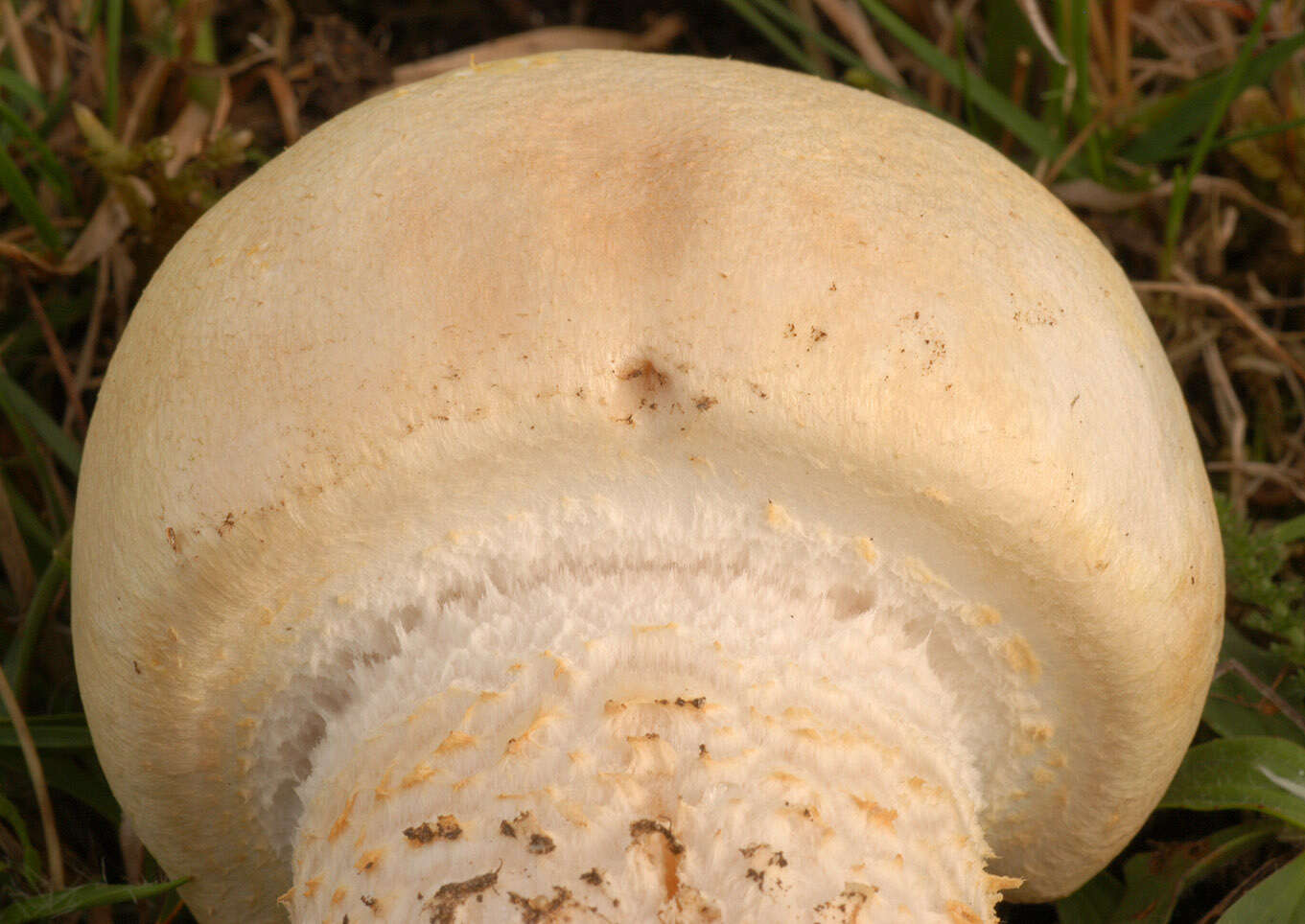 Plancia ëd Agaricus urinascens (Jul. Schäff. & F. H. Møller) Singer 1951