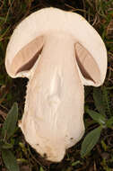 Plancia ëd Agaricus urinascens (Jul. Schäff. & F. H. Møller) Singer 1951