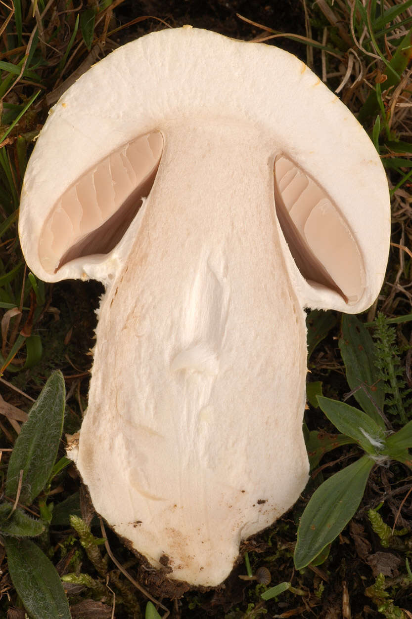 Plancia ëd Agaricus urinascens (Jul. Schäff. & F. H. Møller) Singer 1951