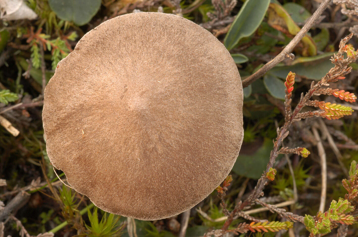 Image of Entoloma jubatum (Fr.) P. Karst. 1879