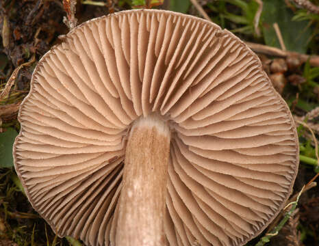 Image of Entoloma jubatum (Fr.) P. Karst. 1879