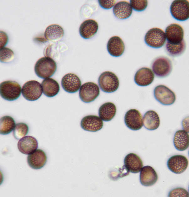 Microbotryum tragopogonis-pratensis (Pers.) R. Bauer & Oberw. 1997 resmi