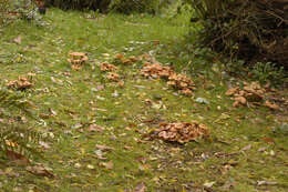 Image of Honey Fungus